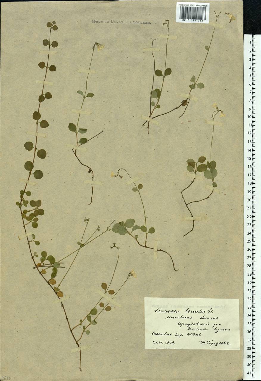 Linnaea borealis L., Eastern Europe, Moscow region (E4a) (Russia)