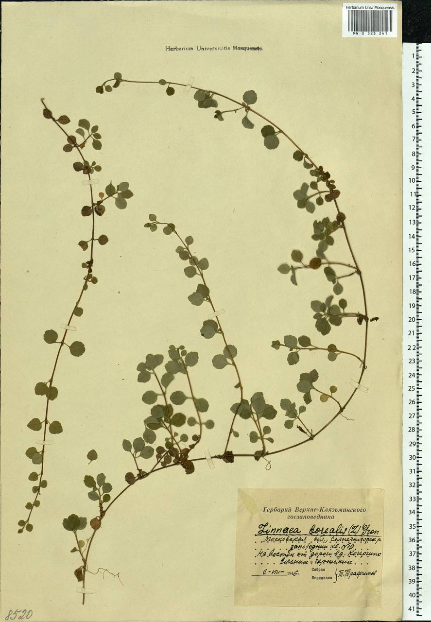 Linnaea borealis L., Eastern Europe, Moscow region (E4a) (Russia)