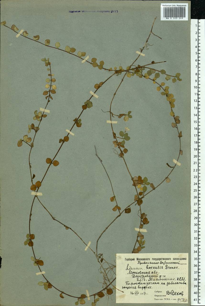 Linnaea borealis L., Eastern Europe, Moscow region (E4a) (Russia)