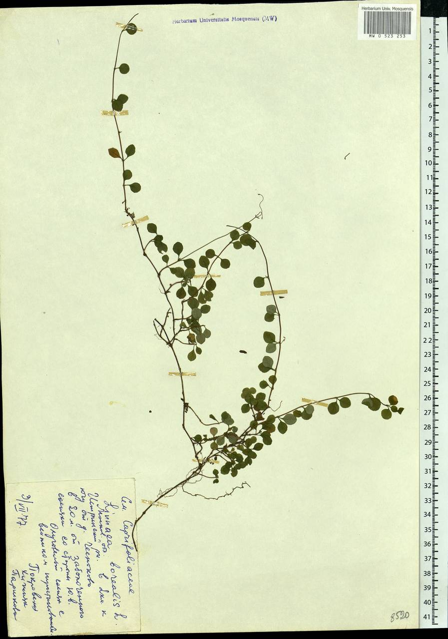 Linnaea borealis L., Eastern Europe, Moscow region (E4a) (Russia)