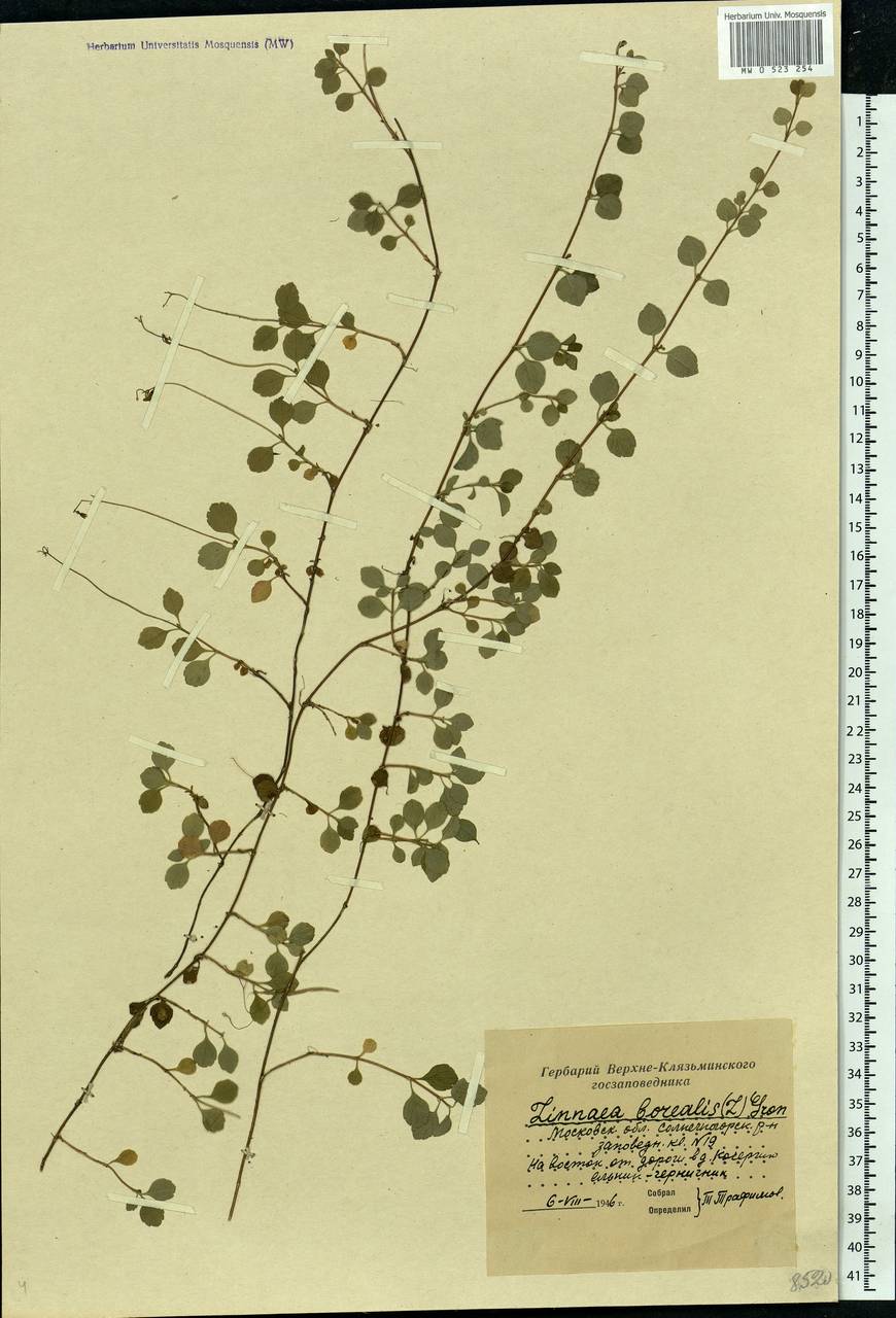 Linnaea borealis L., Eastern Europe, Moscow region (E4a) (Russia)