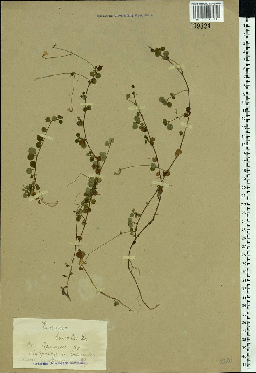 Linnaea borealis L., Eastern Europe, Moscow region (E4a) (Russia)