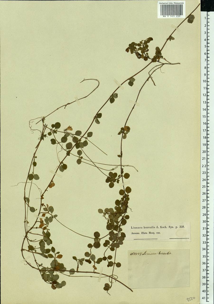 Linnaea borealis L., Eastern Europe, Moscow region (E4a) (Russia)