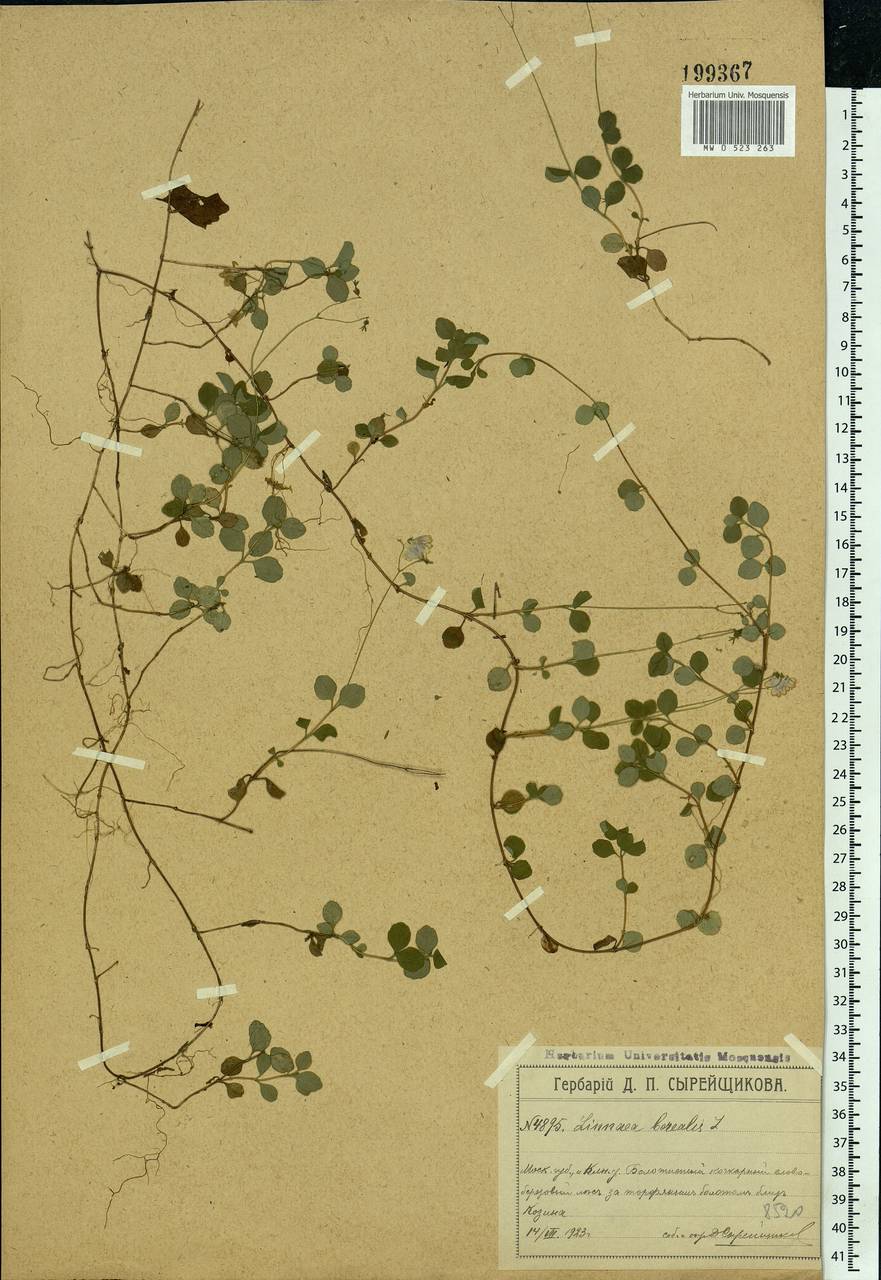 Linnaea borealis L., Eastern Europe, Moscow region (E4a) (Russia)