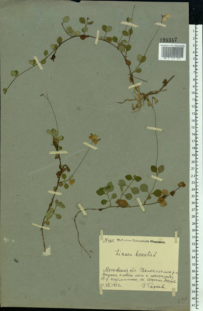 Linnaea borealis L., Eastern Europe, Moscow region (E4a) (Russia)