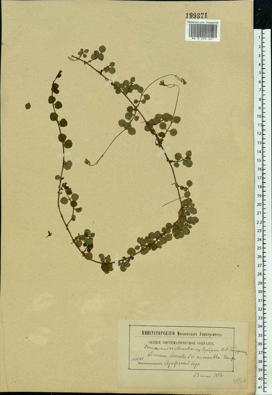 Linnaea borealis L., Eastern Europe, Moscow region (E4a) (Russia)