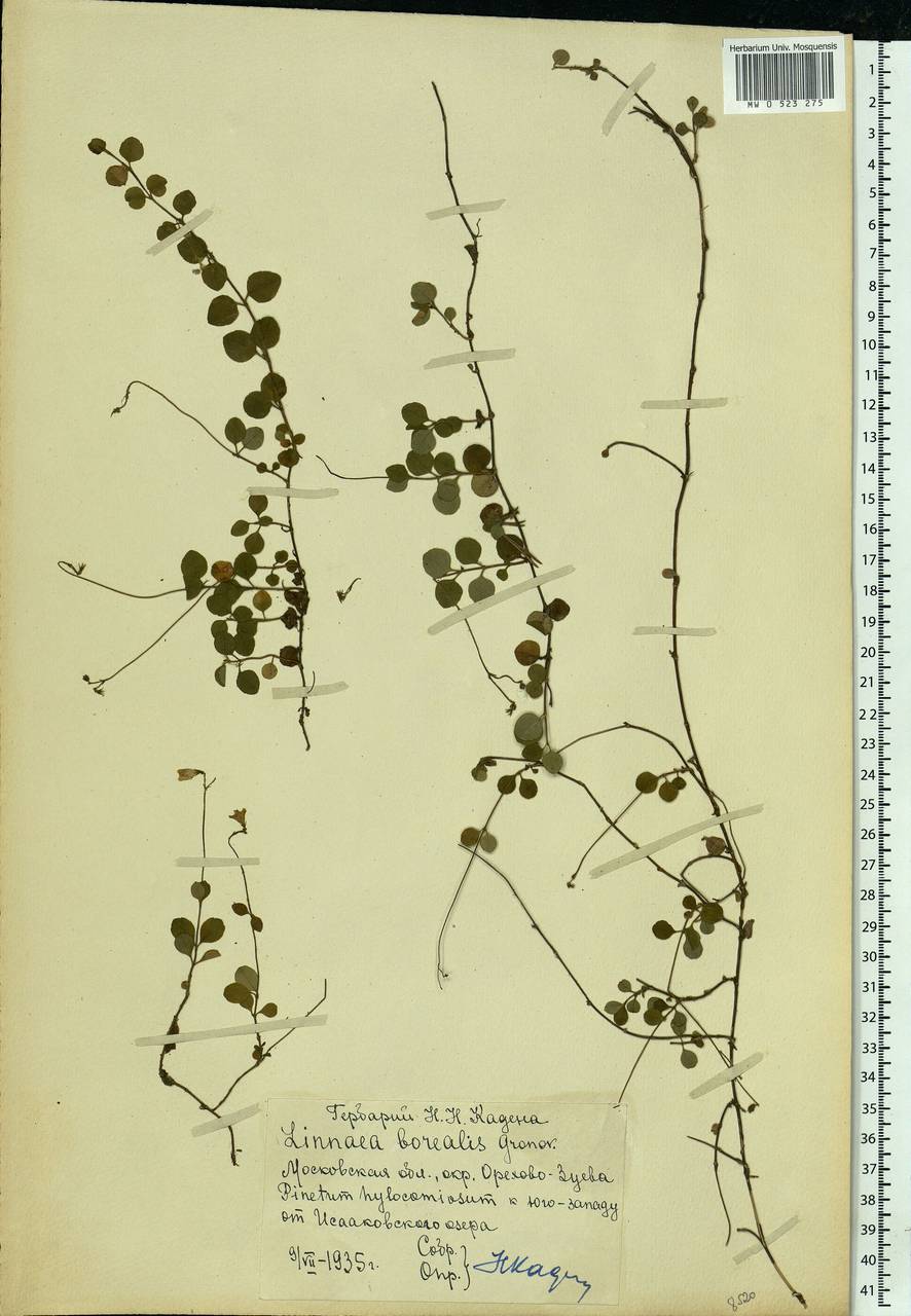 Linnaea borealis L., Eastern Europe, Moscow region (E4a) (Russia)