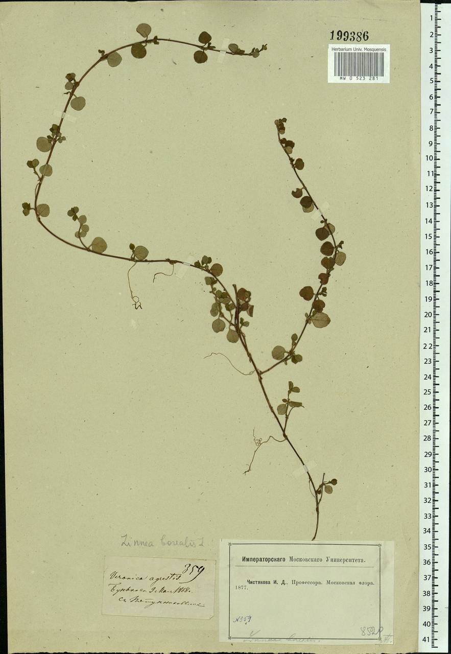 Linnaea borealis L., Eastern Europe, Moscow region (E4a) (Russia)