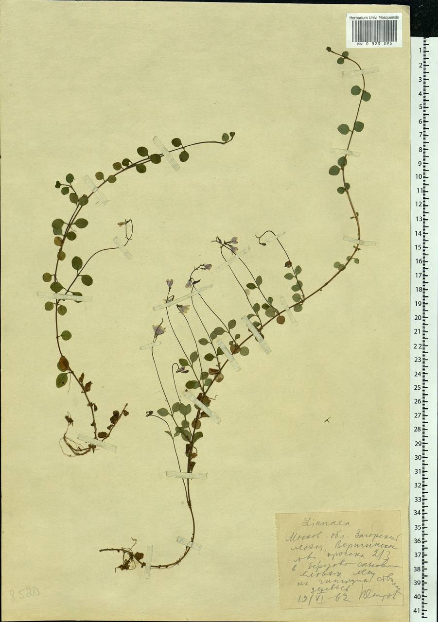 Linnaea borealis L., Eastern Europe, Moscow region (E4a) (Russia)