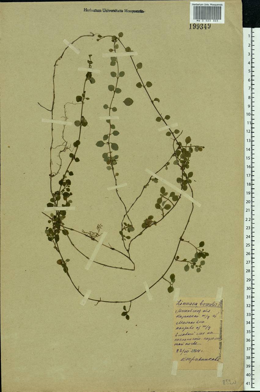 Linnaea borealis L., Eastern Europe, Moscow region (E4a) (Russia)