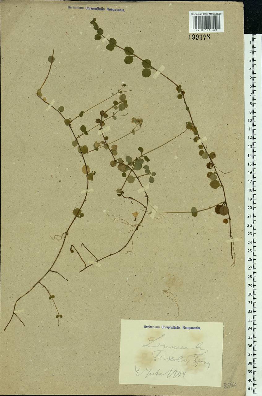 Linnaea borealis L., Eastern Europe, Moscow region (E4a) (Russia)