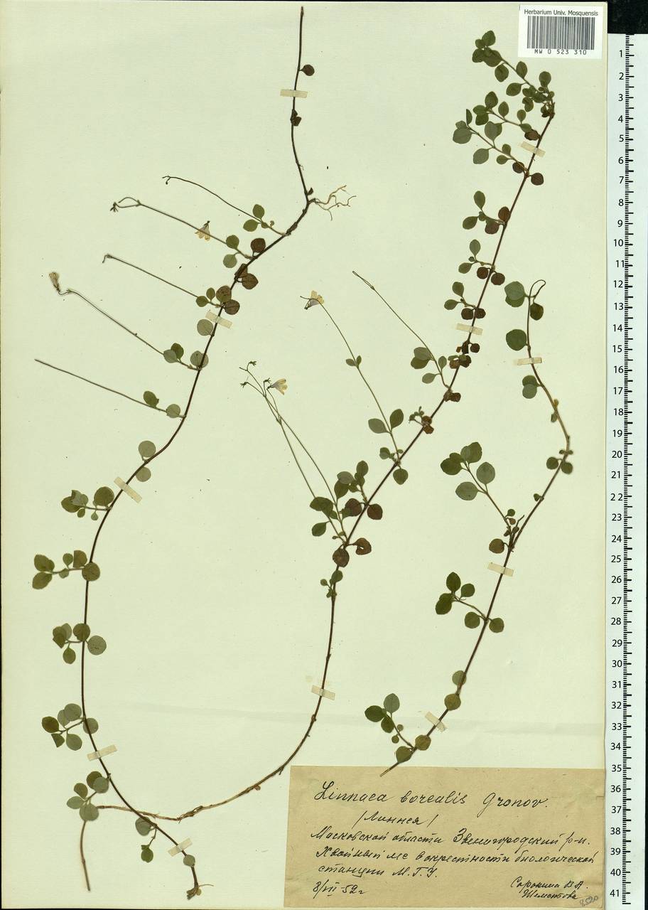 Linnaea borealis L., Eastern Europe, Moscow region (E4a) (Russia)