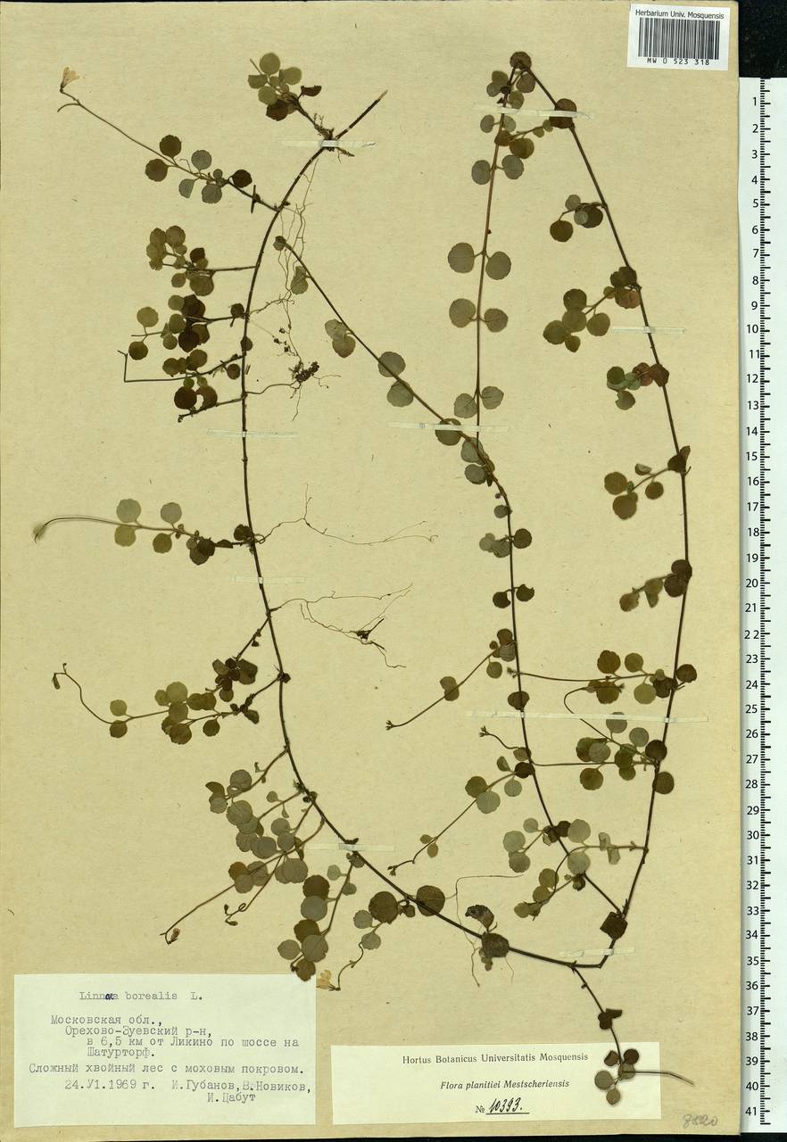 Linnaea borealis L., Eastern Europe, Moscow region (E4a) (Russia)