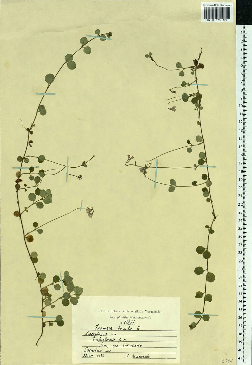 Linnaea borealis L., Eastern Europe, Moscow region (E4a) (Russia)