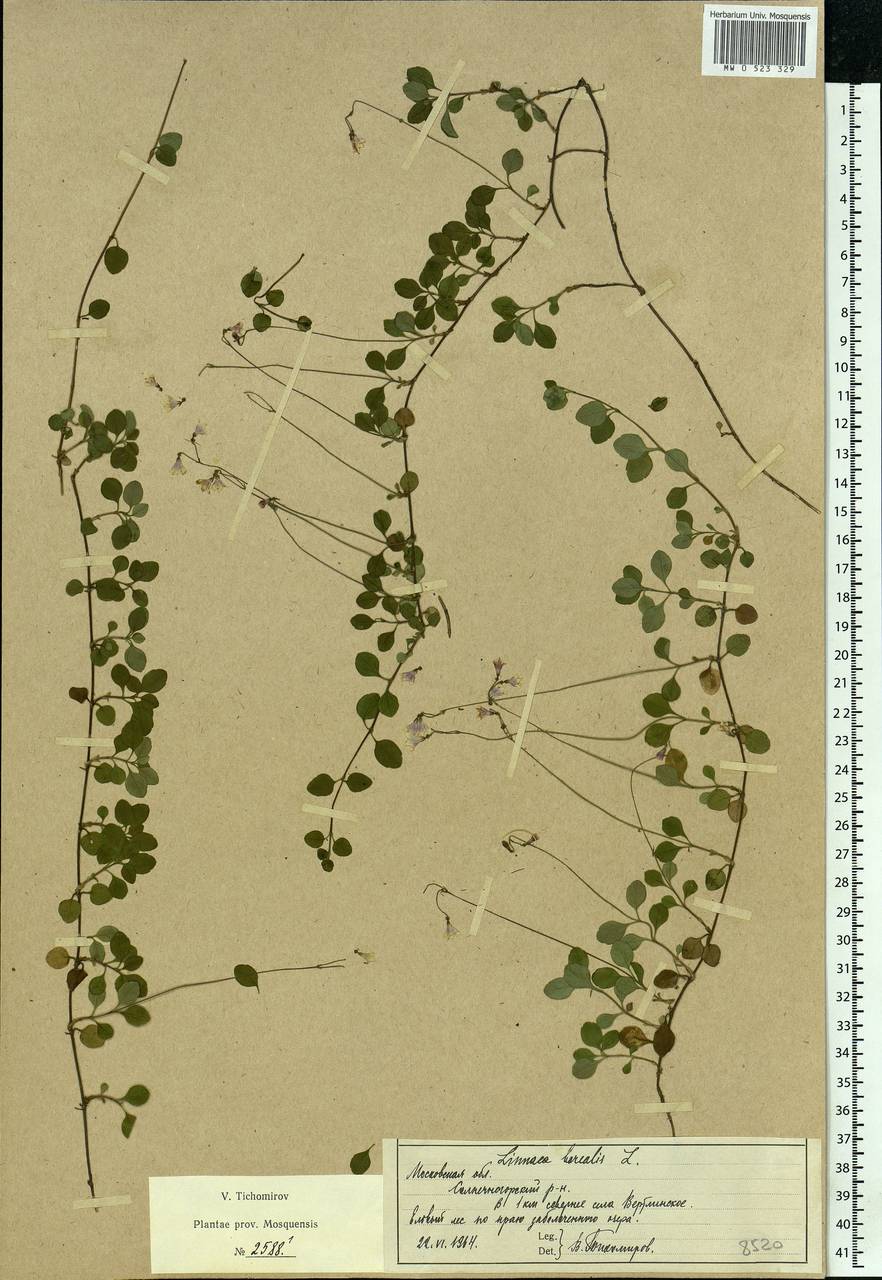 Linnaea borealis L., Eastern Europe, Moscow region (E4a) (Russia)