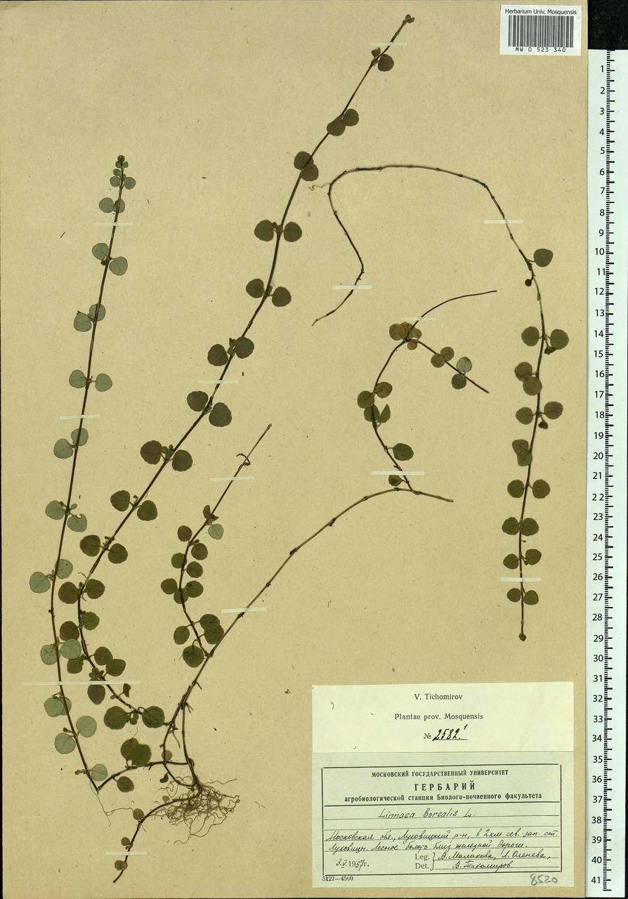 Linnaea borealis L., Eastern Europe, Moscow region (E4a) (Russia)