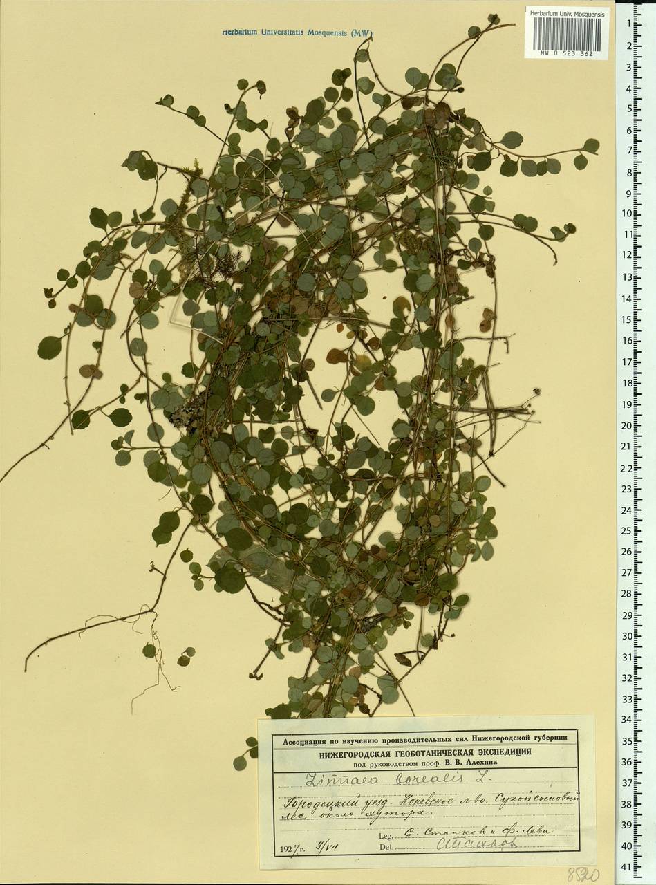 Linnaea borealis L., Eastern Europe, Volga-Kama region (E7) (Russia)