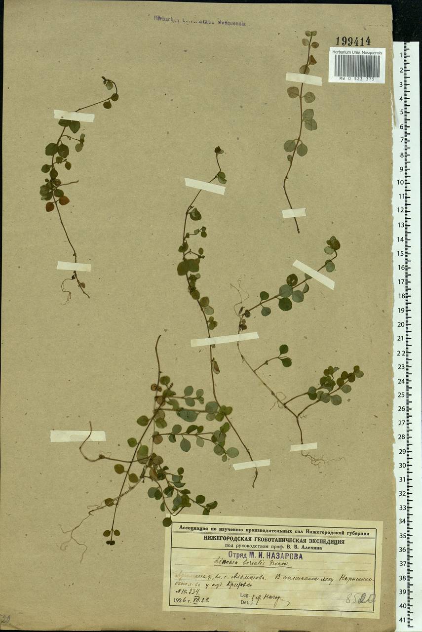 Linnaea borealis L., Eastern Europe, Volga-Kama region (E7) (Russia)