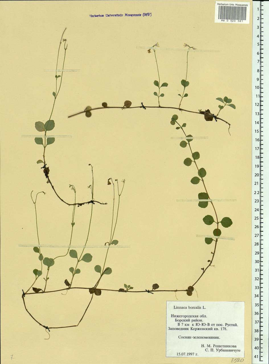 Linnaea borealis L., Eastern Europe, Volga-Kama region (E7) (Russia)