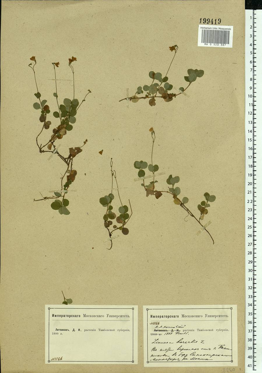 Linnaea borealis L., Eastern Europe, Middle Volga region (E8) (Russia)