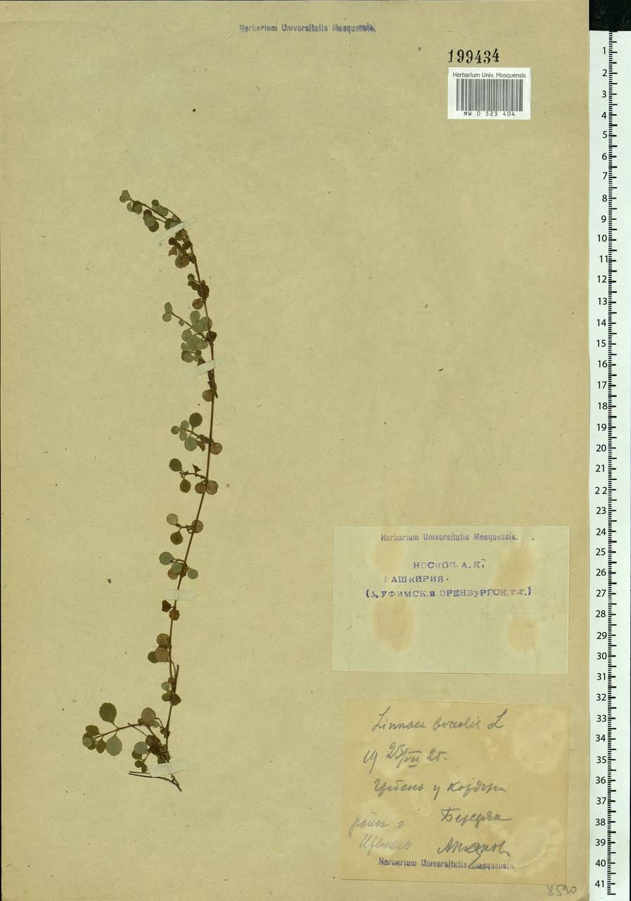 Linnaea borealis L., Eastern Europe, Eastern region (E10) (Russia)