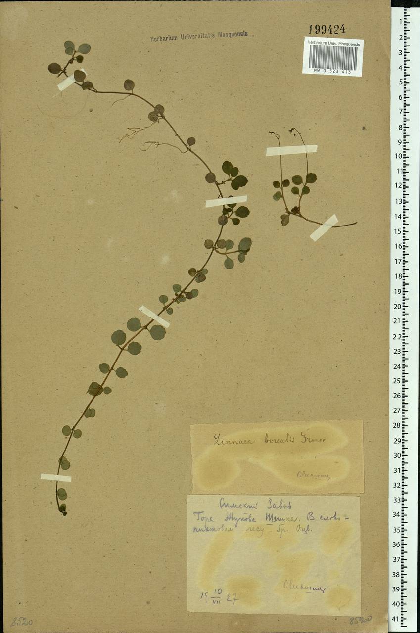 Linnaea borealis L., Eastern Europe, Eastern region (E10) (Russia)