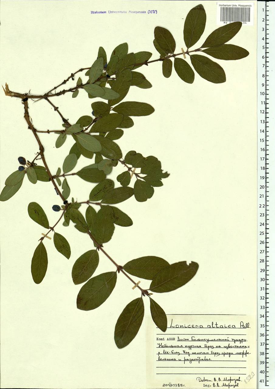 MW0523434, Lonicera altaica ( ), specimen