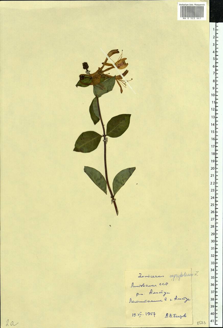 Lonicera caprifolium L., Eastern Europe, Lithuania (E2a) (Lithuania)