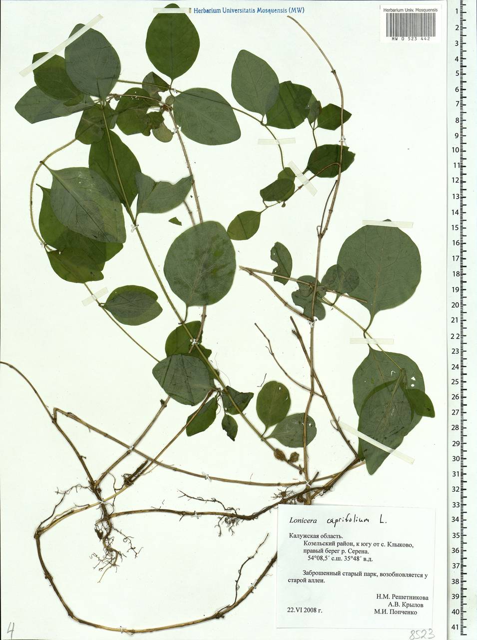 Lonicera caprifolium L., Eastern Europe, Central region (E4) (Russia)