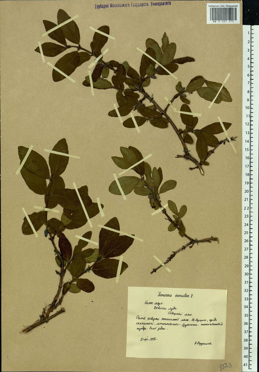 Lonicera caerulea, Eastern Europe, Northern region (E1) (Russia)