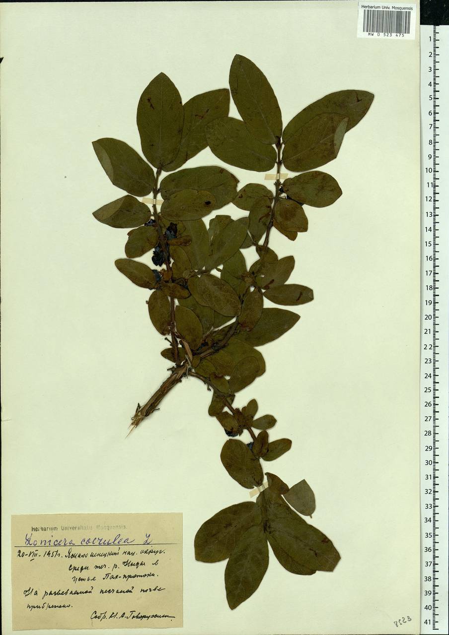 Lonicera caerulea, Siberia, Western Siberia (S1) (Russia)