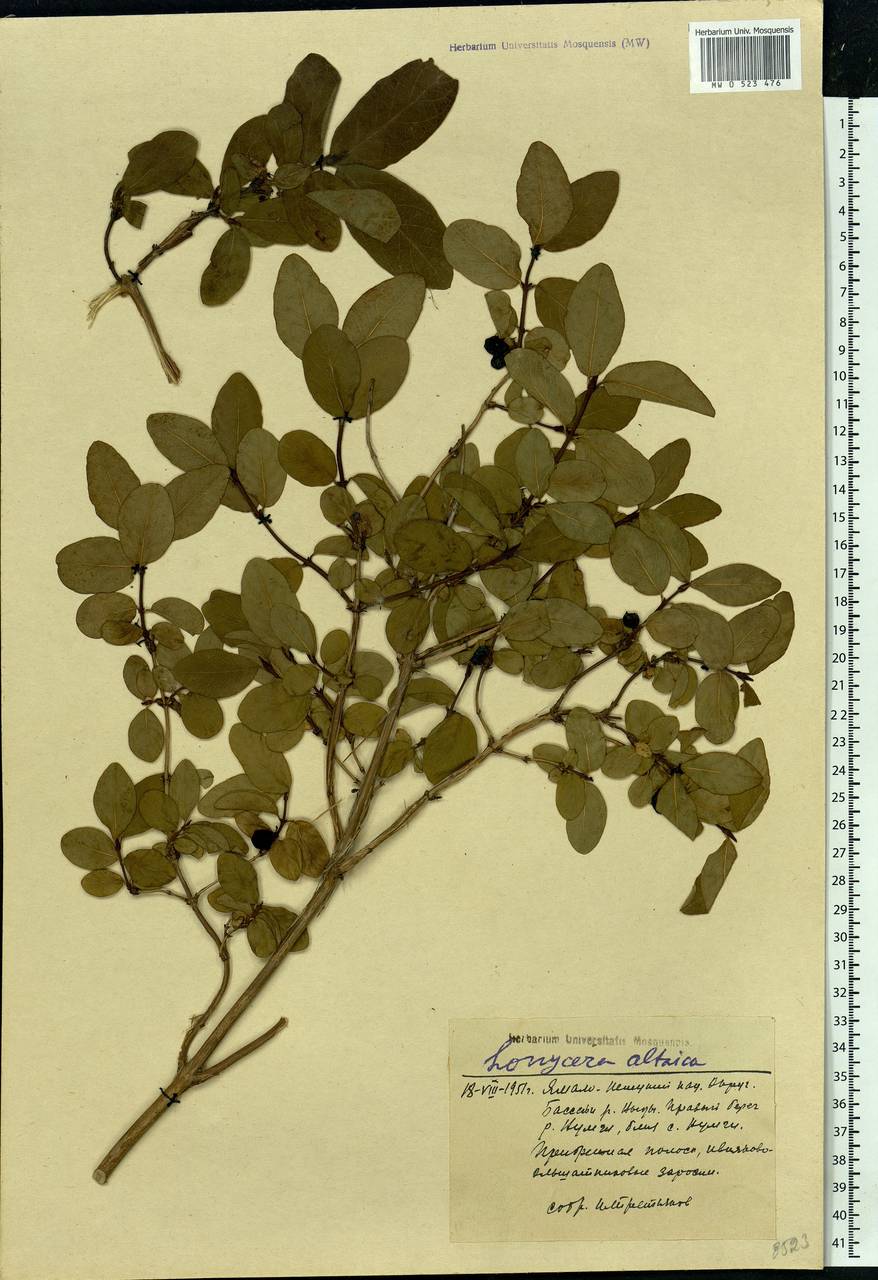 Lonicera caerulea, Siberia, Western Siberia (S1) (Russia)