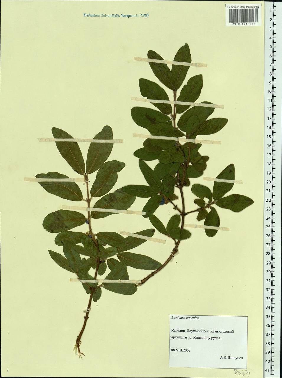 Lonicera caerulea, Eastern Europe, Northern region (E1) (Russia)