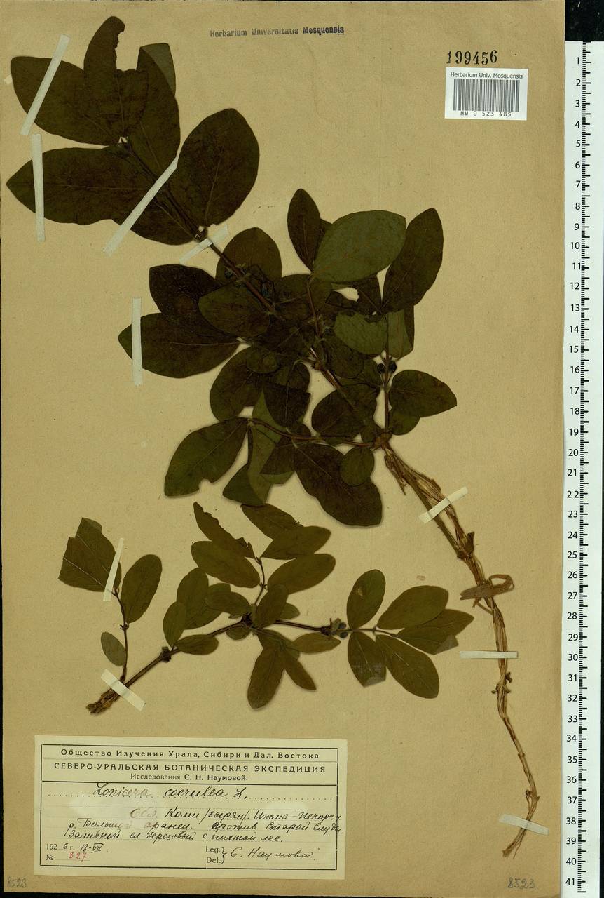 Lonicera caerulea, Eastern Europe, Northern region (E1) (Russia)
