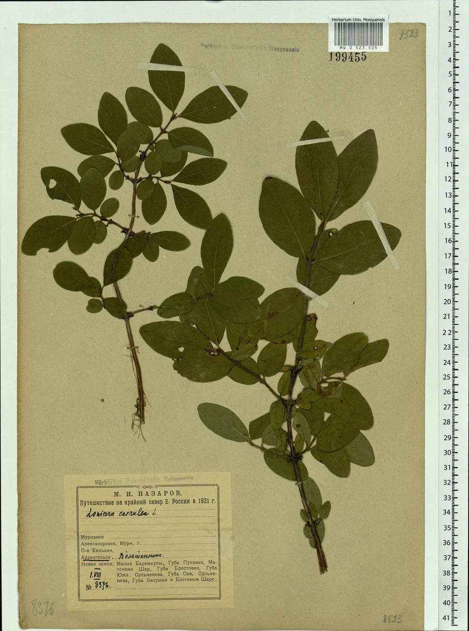 Lonicera caerulea, Eastern Europe, Northern region (E1) (Russia)