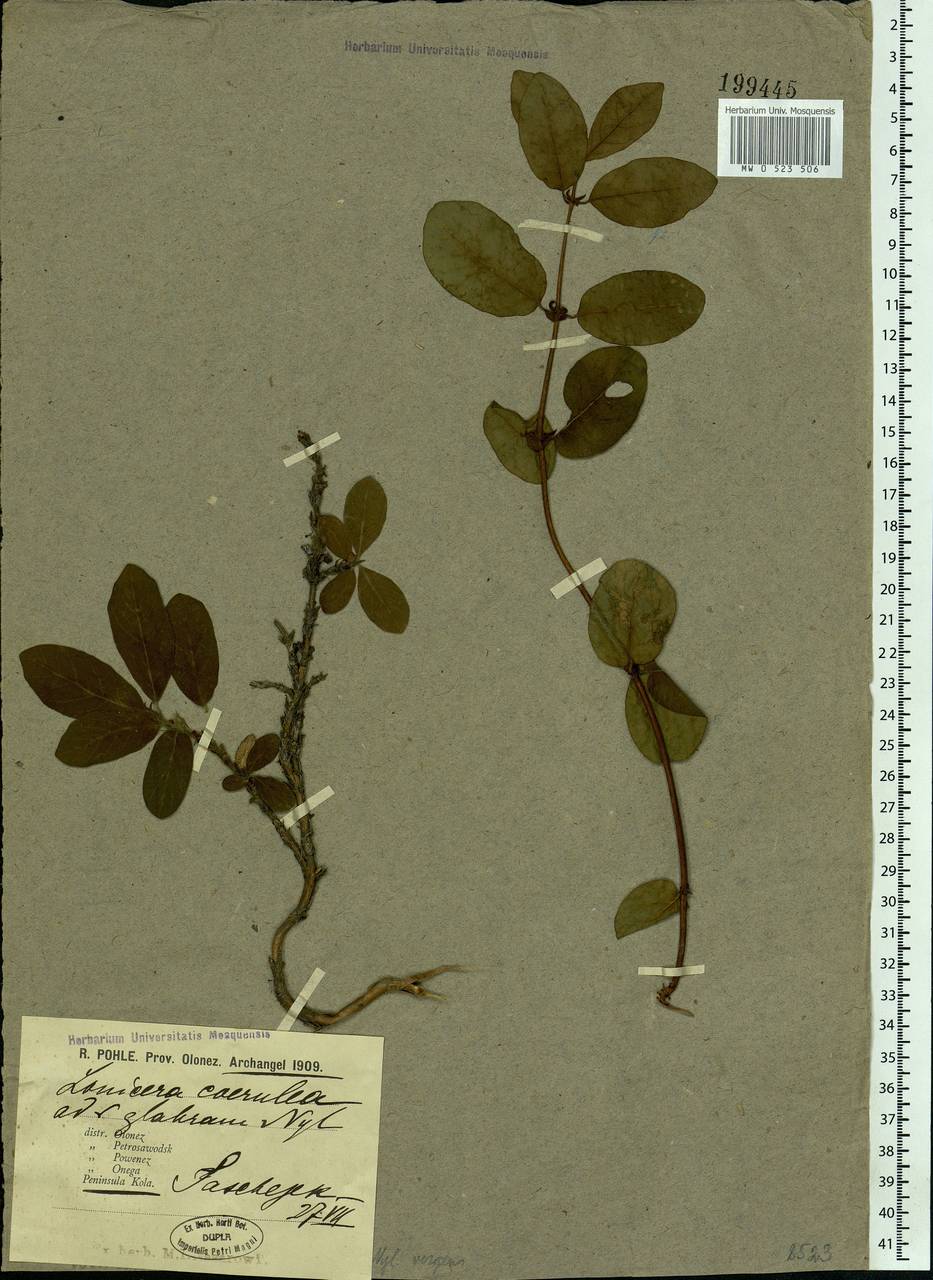 Lonicera caerulea, Eastern Europe, Northern region (E1) (Russia)