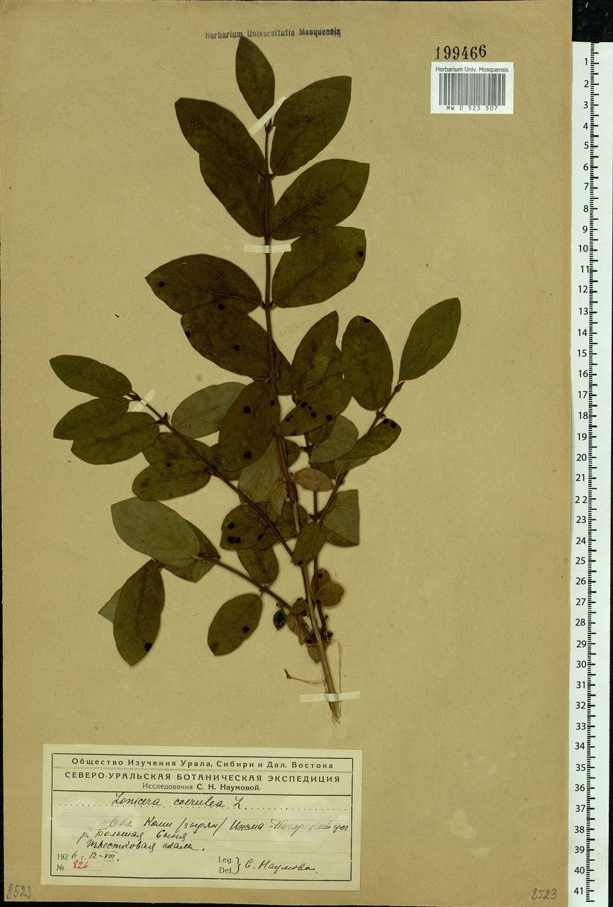 Lonicera caerulea, Eastern Europe, Northern region (E1) (Russia)