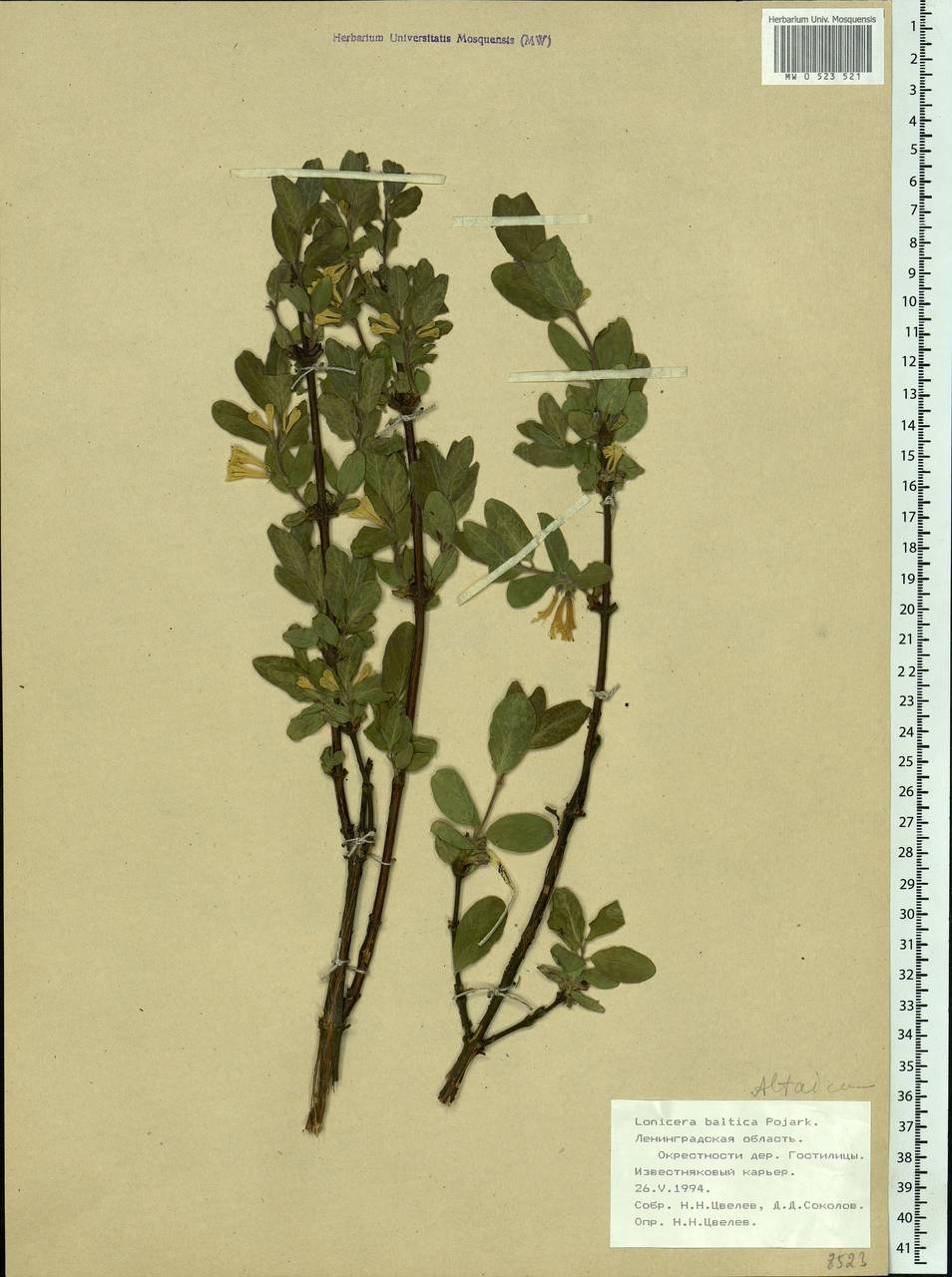 Lonicera caerulea L., Eastern Europe, North-Western region (E2) (Russia)