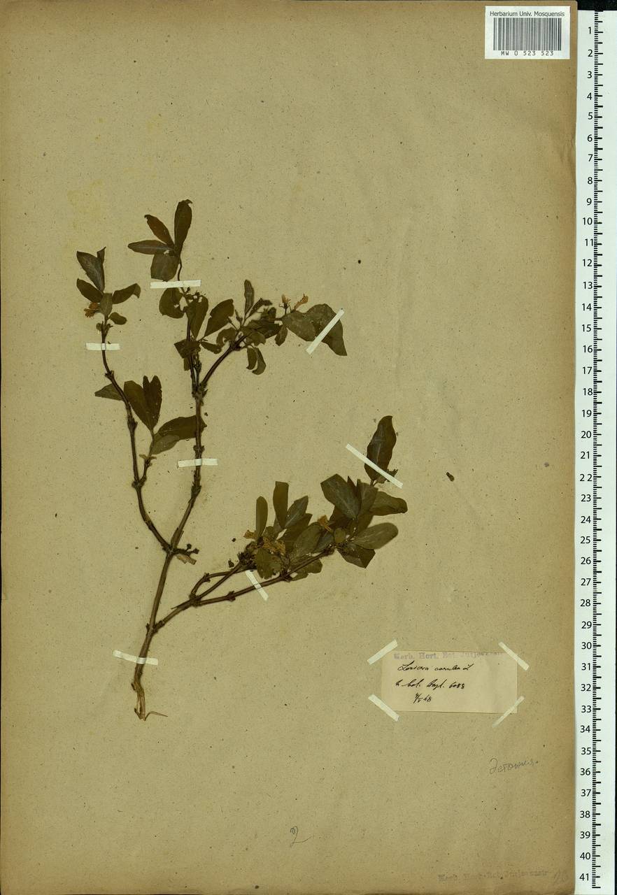 Lonicera caerulea L., Eastern Europe, Estonia (E2c) (Estonia)