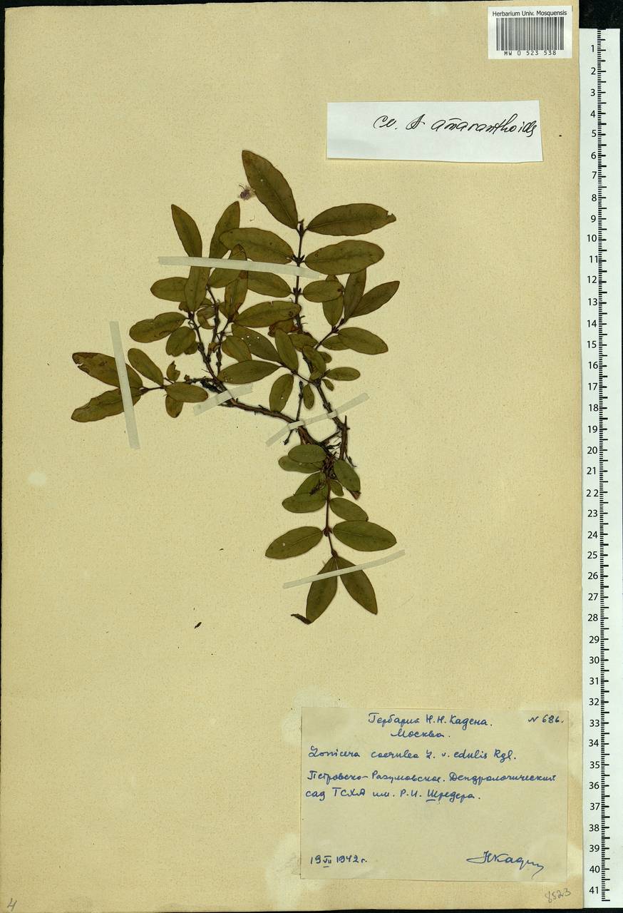 Lonicera caerulea, Eastern Europe, Moscow region (E4a) (Russia)