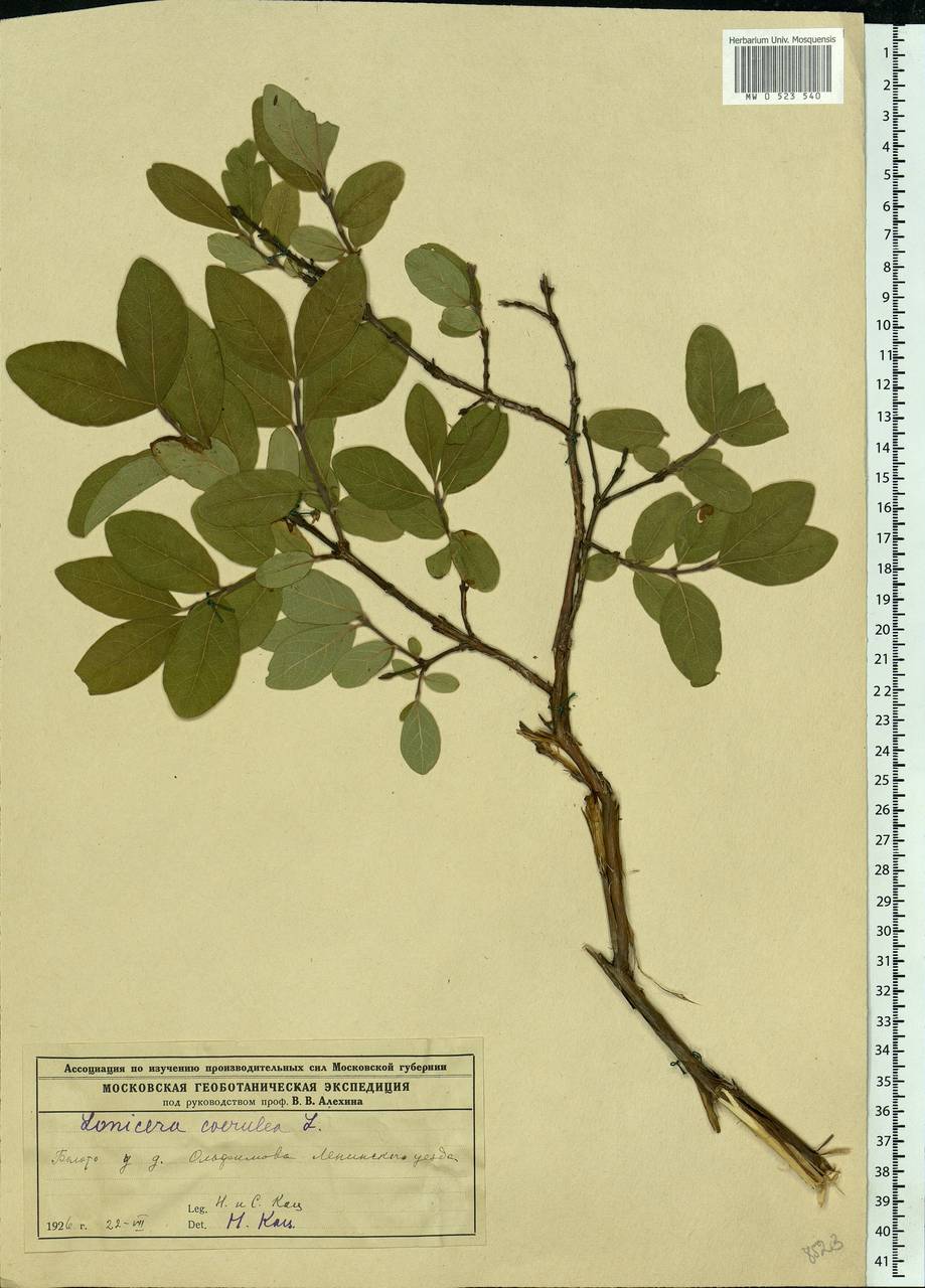 Lonicera caerulea L., Eastern Europe, North-Western region (E2) (Russia)