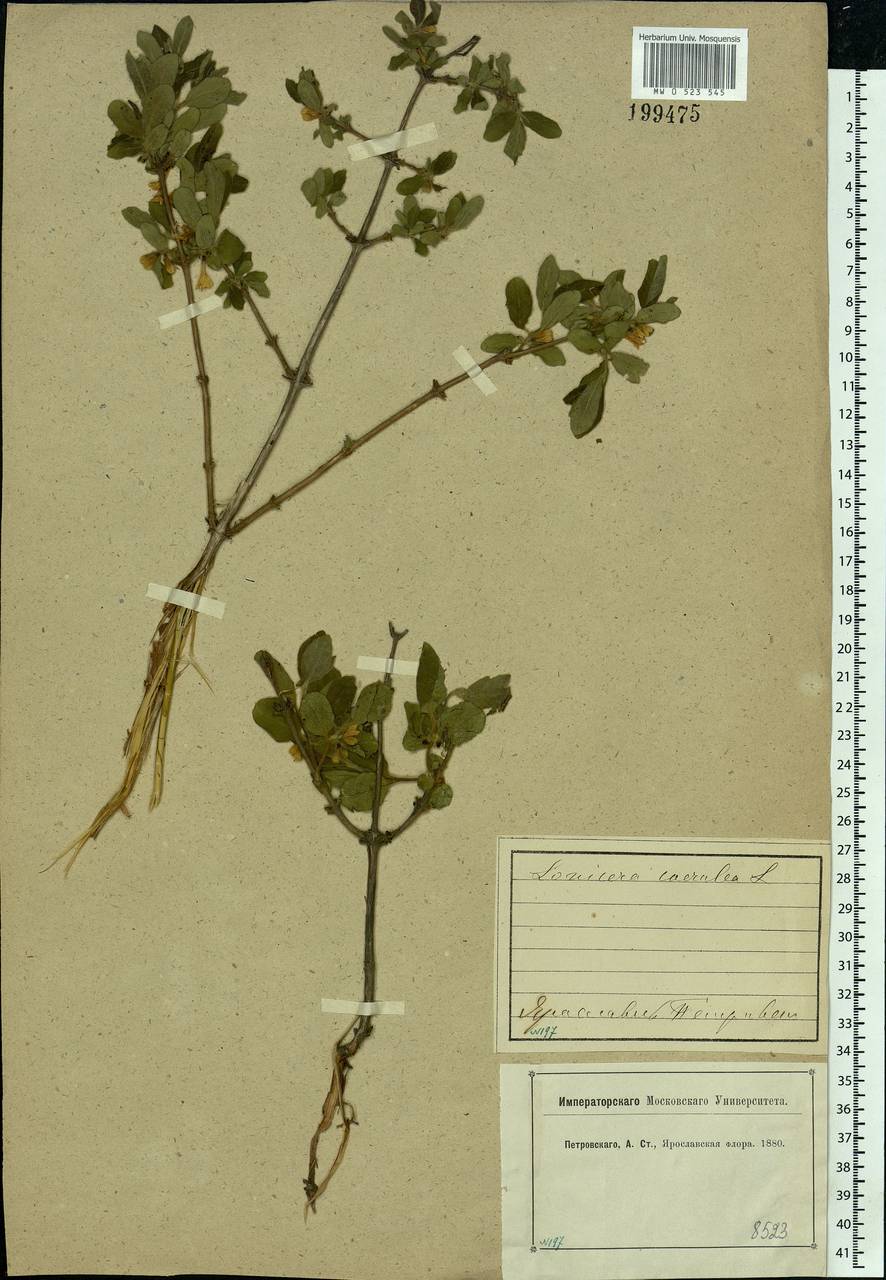 Lonicera caerulea L., Eastern Europe, Central forest region (E5) (Russia)