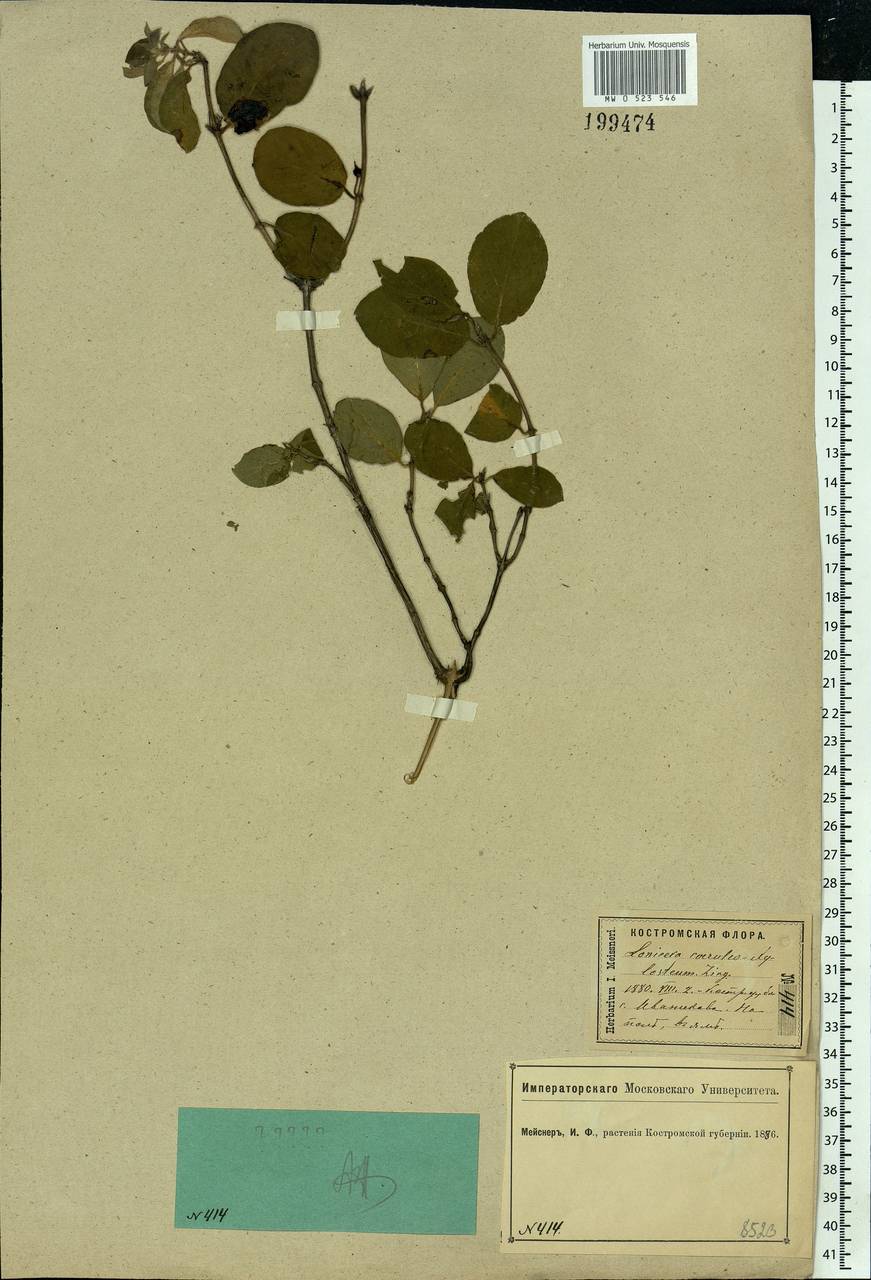 Lonicera caerulea L., Eastern Europe, Central forest region (E5) (Russia)