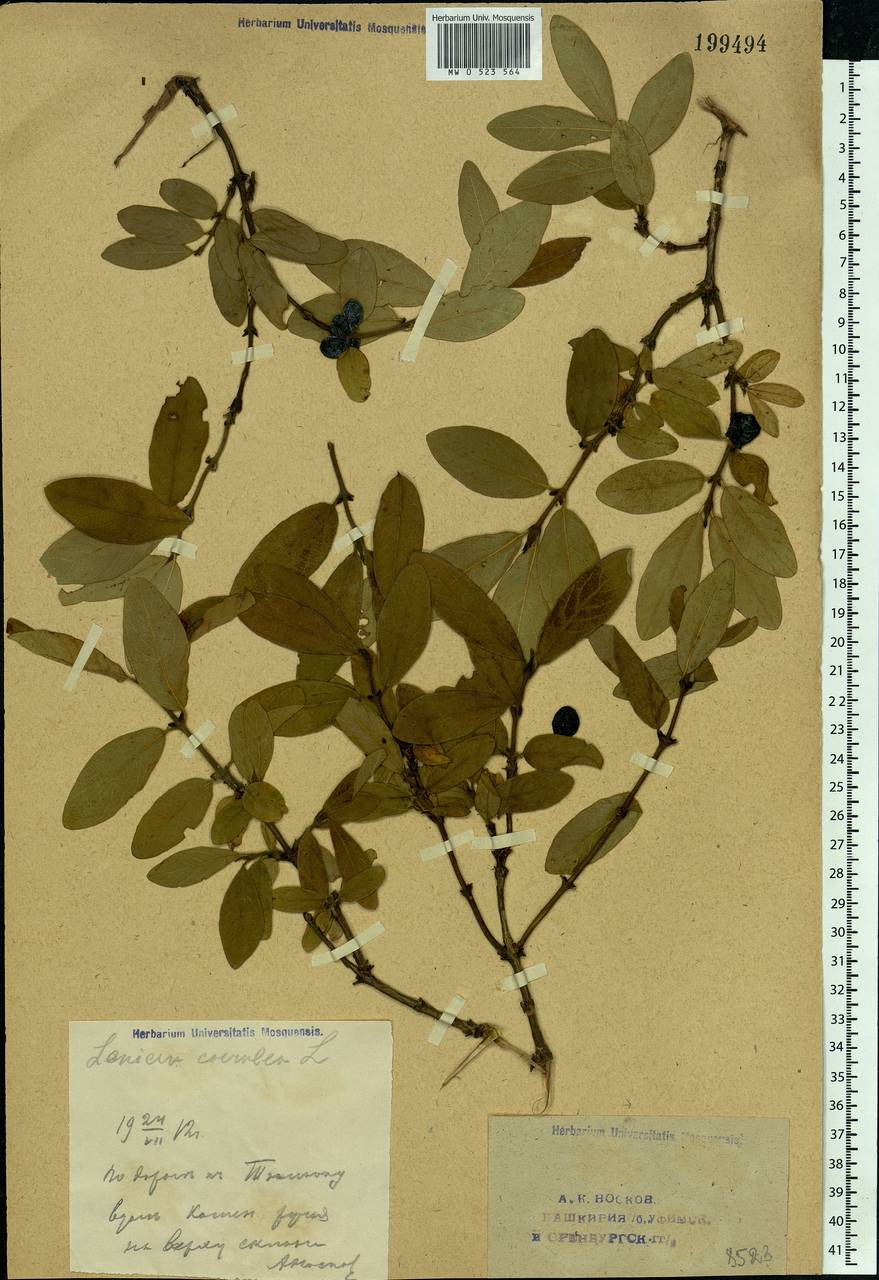 Lonicera caerulea, Eastern Europe, Eastern region (E10) (Russia)