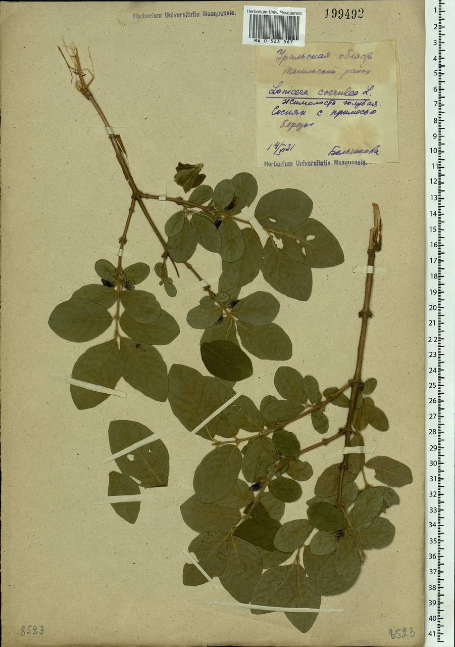 Lonicera caerulea L., Eastern Europe, Eastern region (E10) (Russia)