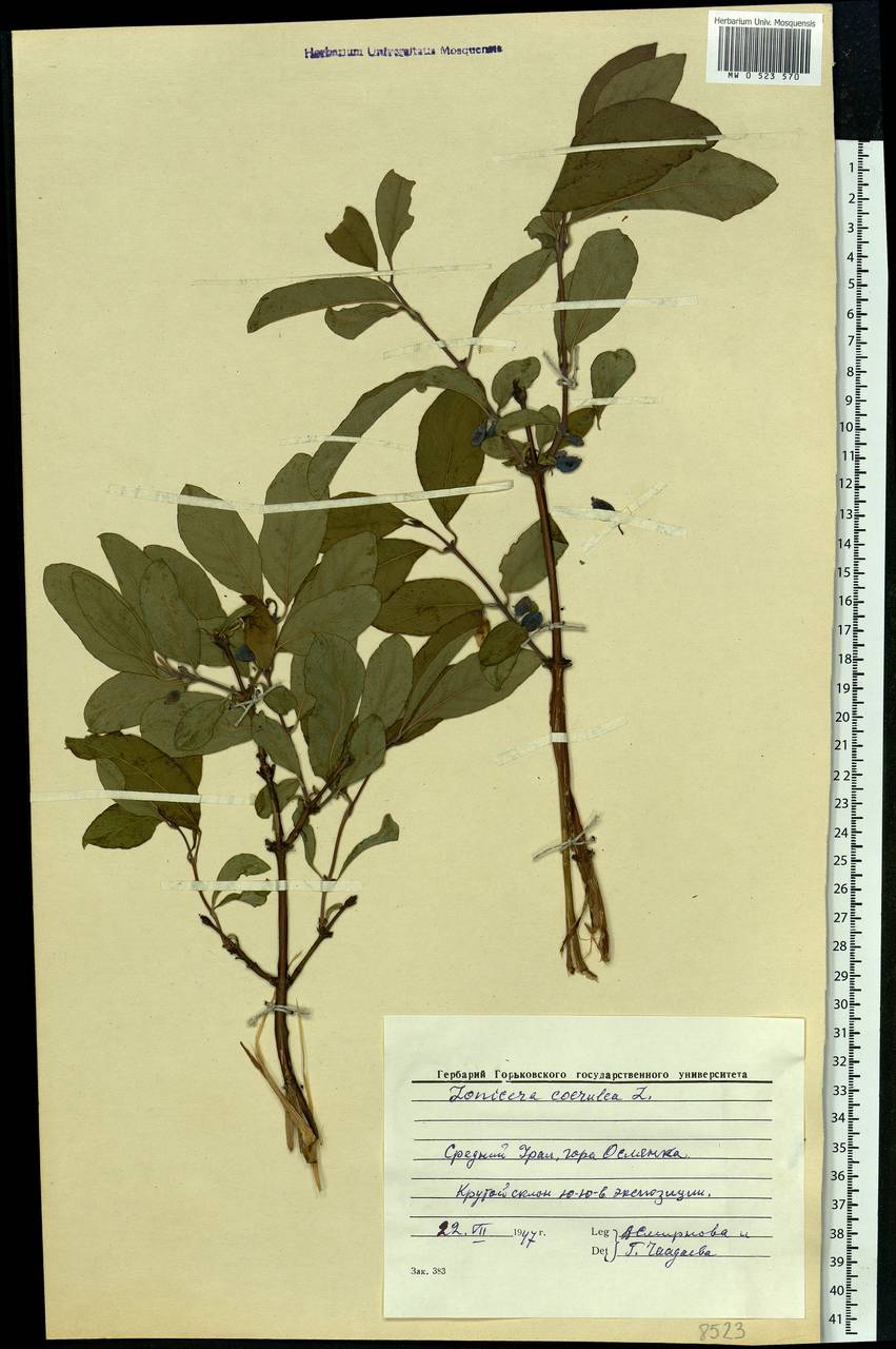 Lonicera caerulea L., Eastern Europe, Eastern region (E10) (Russia)