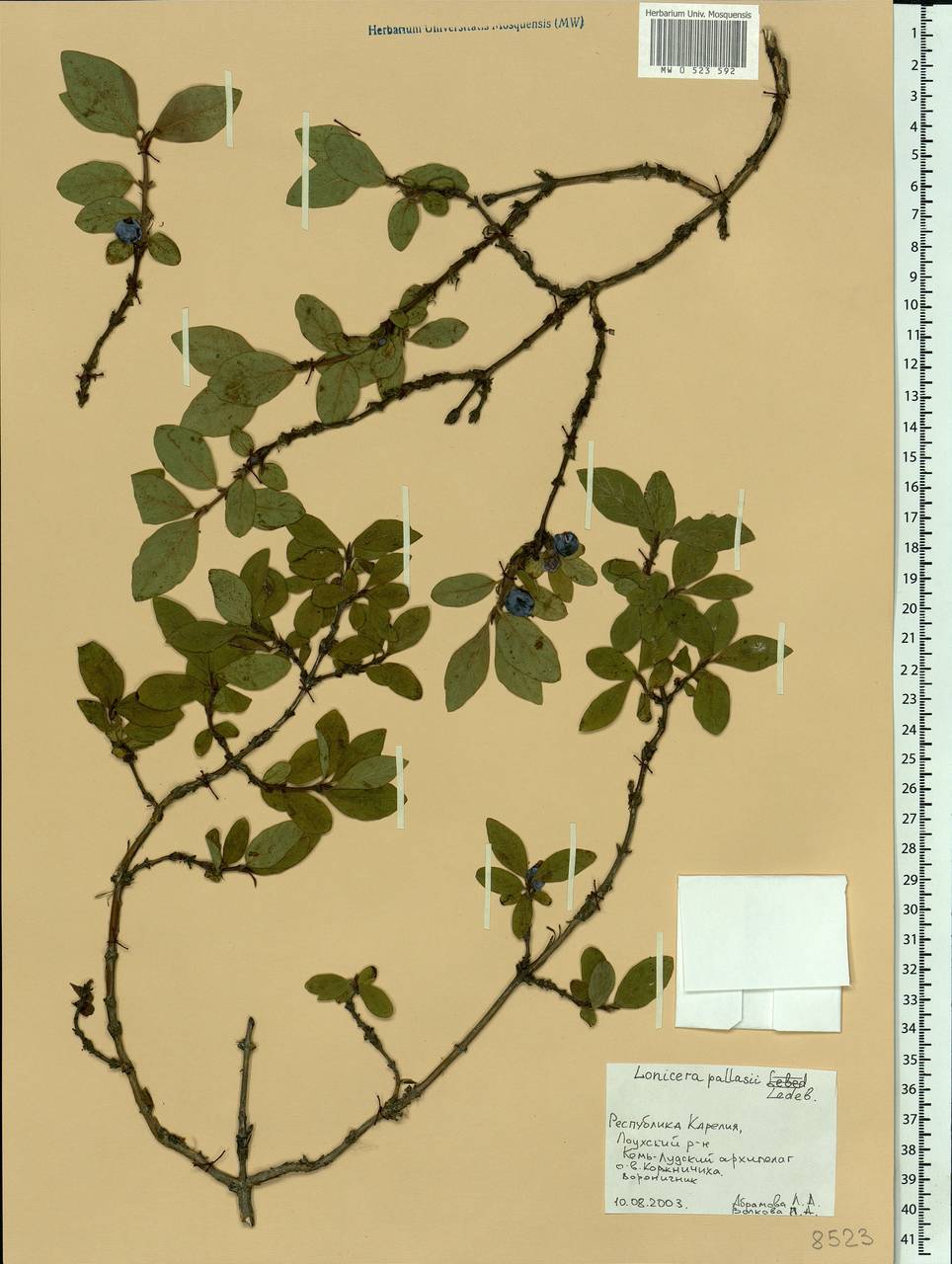 Lonicera caerulea subsp. pallasii (Ledeb.) Browicz, Eastern Europe, Northern region (E1) (Russia)
