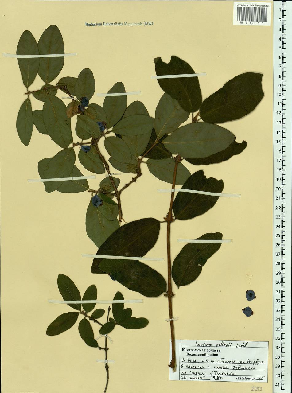 Lonicera caerulea subsp. pallasii (Ledeb.) Browicz, Eastern Europe, Central forest region (E5) (Russia)