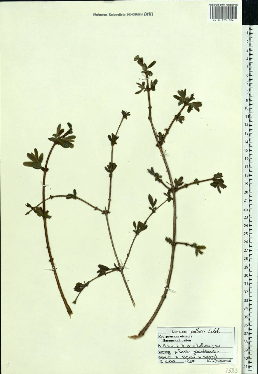 Lonicera caerulea subsp. pallasii (Ledeb.) Browicz, Eastern Europe, Central forest region (E5) (Russia)