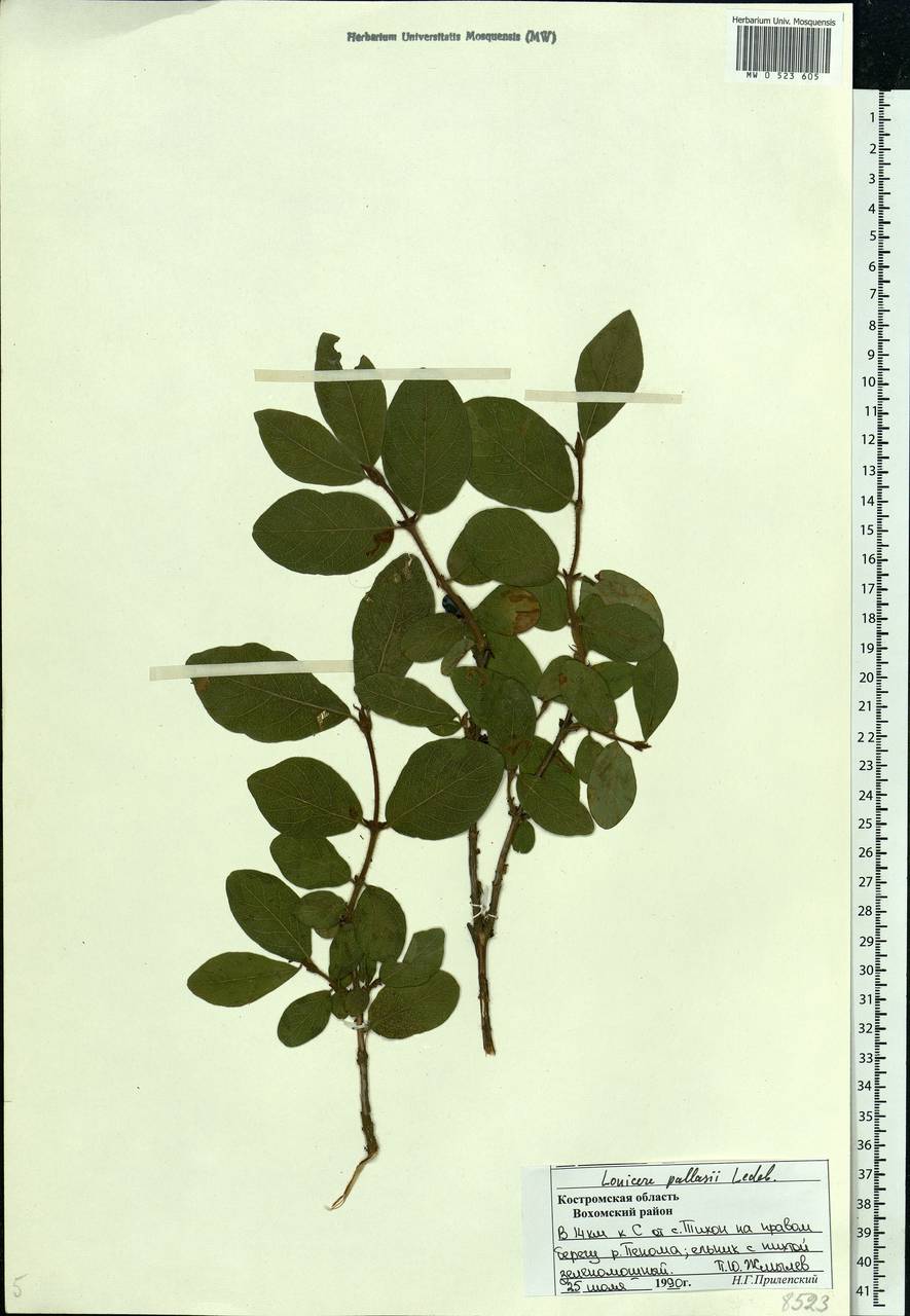 Lonicera caerulea subsp. pallasii (Ledeb.) Browicz, Eastern Europe, Central forest region (E5) (Russia)